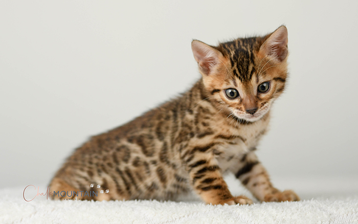 Bengal kitten for sale